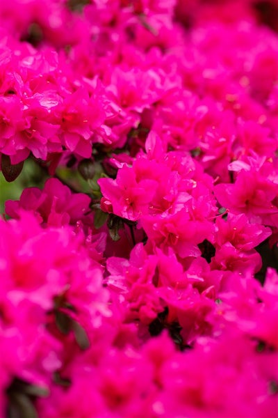 Rhododendron obtusum 'Melina', Azalee, rosa Blüten, 20–25 cm