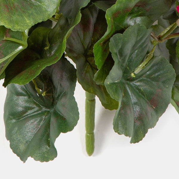 Bogenhanf Sansevieria mit langen, aufrecht stehenden, grün gemusterten Blättern.