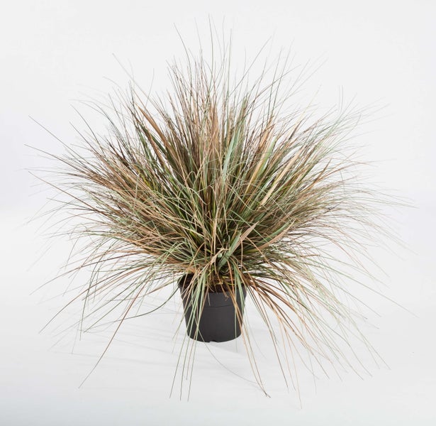 Ziergras in einem schwarzen Kunststofftopf mit langen, schmalen Blättern.