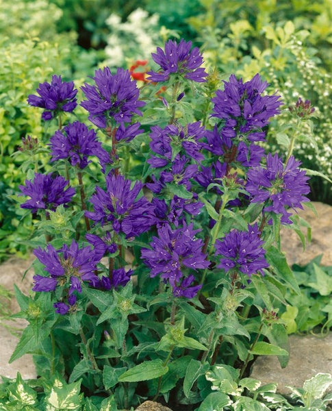 Campanula glomerata 'Superba', Knäuel-Glockenblume, violett, ca. 9x9 cm Topf