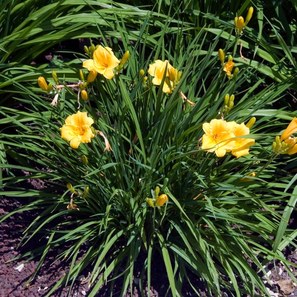 Bloomique - 3er Set - Hemerocallis Stella d'Oro - Taglilie - Gartenpflanzen - Winterhart - Höhe 10-20 cm - Topf 9x9 cm