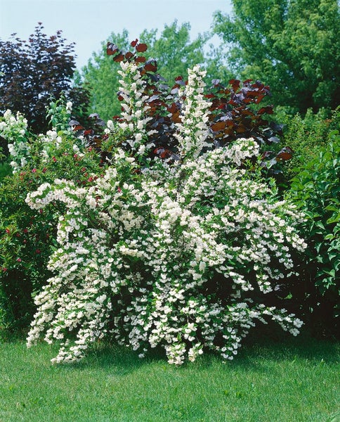 Deutzia magnifica, Maiblumenstrauch, weiß, 60–100 cm