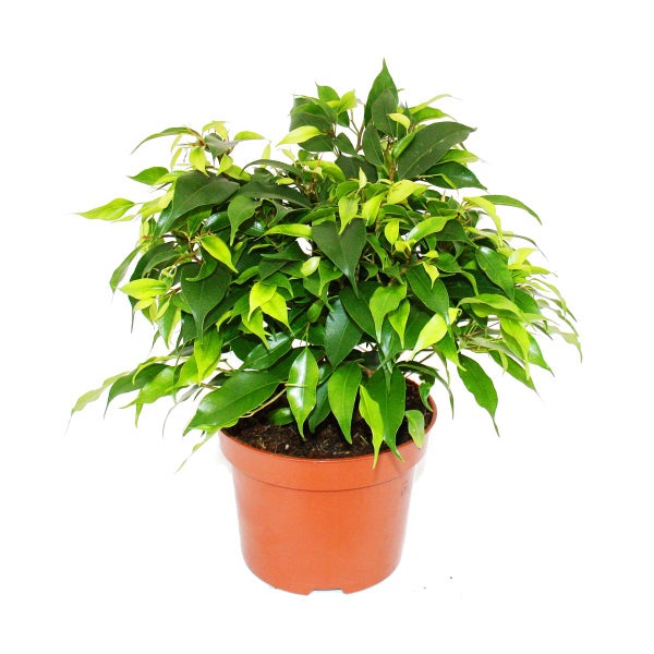 Buschige Birkenfeige - Ficus benjamini Kinky Green - 12cm Topf