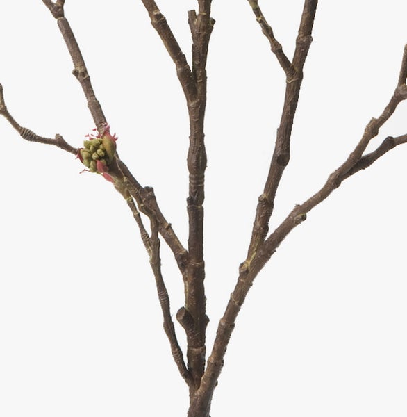 Brauner Pflanzenzweig mit einer kleinen grünen Knospe.