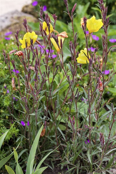 Oenothera biennis, Nachtkerze, gelb, ca. 9x9 cm Topf