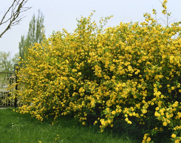 Kerria japonica, Japanische Kerrie, gelb, 80–100 cm