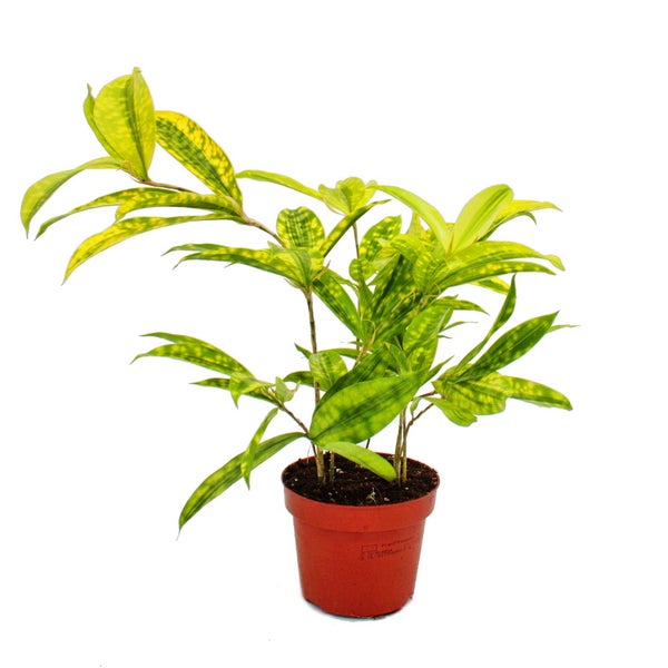 Wolkenförmig geschnittener Niwaki-Baum im grauen Topf in einer Gärtnerei mit Gewächshäusern im Hintergrund.