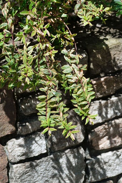 Hypericum moserianum 'Tricolor', Johanniskraut, buntes Laub, ca. 9x9 cm Topf