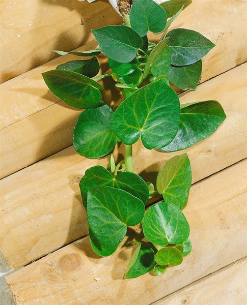 Hedera helix 'Arborescens', Efeu, immergrün, 20–30 cm