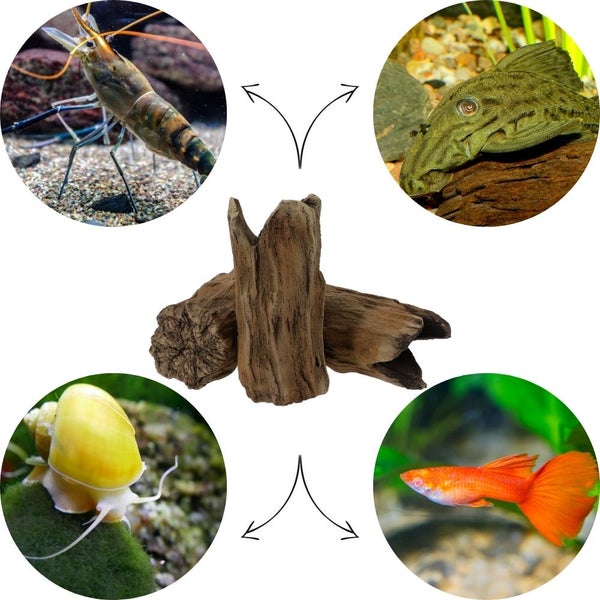 Aquarium Deko Baumstamm Höhle Röhre Aquariendeko Ablaichhöhle Fisch Krebs Wels Tonröhre Laichhöhle