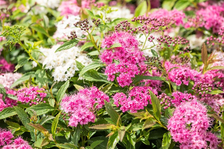 Spiraea japonica 'Little Princess', Zwerg-Spiere, rosa, 20–30 cm