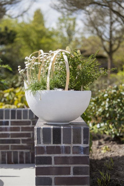 Armeria maritima 'Alba', Grasnelke, weiß, ca. 9x9 cm Topf