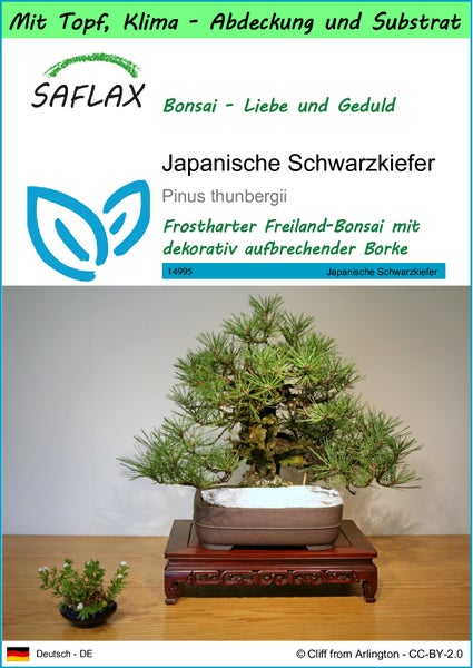 SAFLAX Garden to go - Japanische Schwarzkiefer - Pinus thunbergii - 30 Samen - Mit Topf, Klima - Deckel und Anzuchtsubstrat