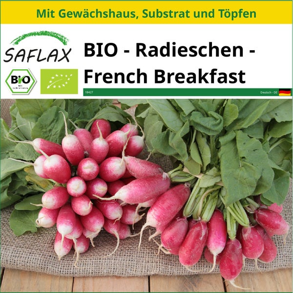 SAFLAX Anzucht Set - BIO - Radieschen - French Breakfast - Raphanus sativus - 150 Samen - Mit Mini-Gewächshaus, Anzuchtsubstrat und 2 Töpfen