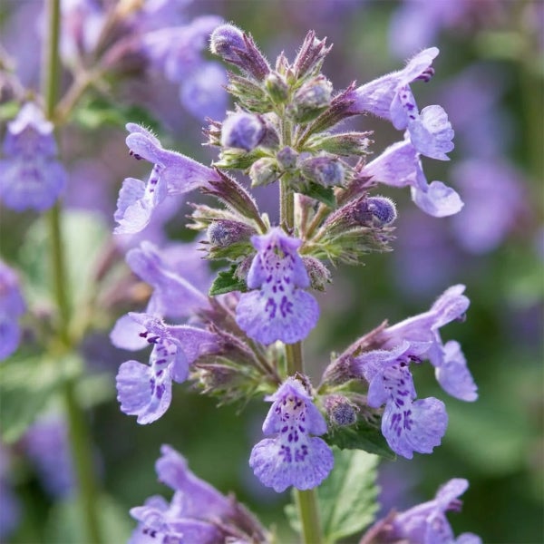 Nahaufnahme einer blühenden Katzenminze mit vielen kleinen violetten Blüten.