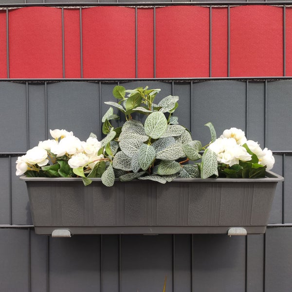 Blumenkasten mit weißen Begonien und Fittonia auf einem Zaun