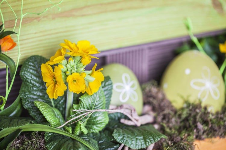 Gelbe Primel und dekorative Ostereier in einem Arrangement