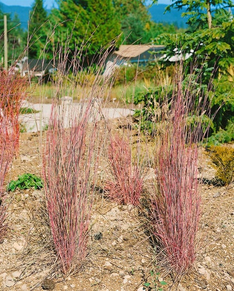 Schizachyrium scoparium, Präriegras, ca. 9x9 cm Topf, zierlich
