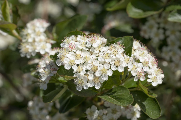 Aronia prunifolia 'Viking', Apfelbeere, schwarz, 40–60 cm
