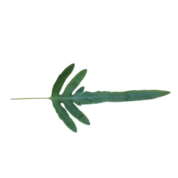 Goldtüpfel-Farn Blue Star, Phlebodium aureum, 12cm