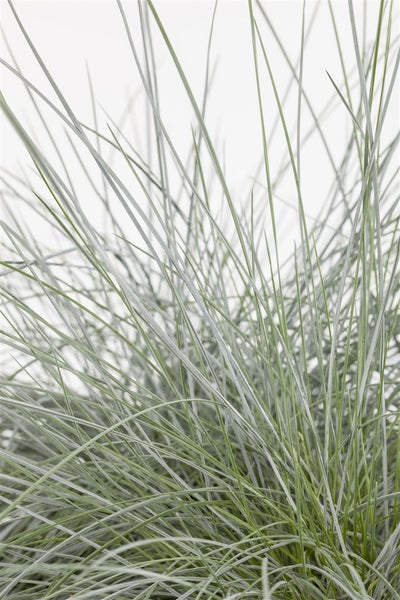 Festuca gigantea, Riesen-Schwingel, ca. 9x9 cm Topf