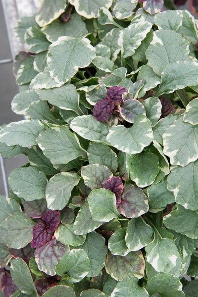 Ajuga reptans 'Burgundy Glow', Günsel, buntes Laub, ca. 9x9 cm Topf