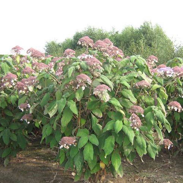 Gruppe von Tellerhortensien im Garten