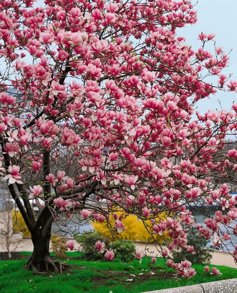 Magnolia soulangiana, Tulpen-Magnolie, rosa-weiß, 60–80 cm