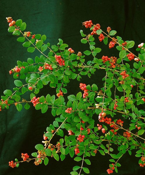 Symphoricarpos doorenbosii 'Magic Berry', Schneebeere, rosa, 60–100 cm