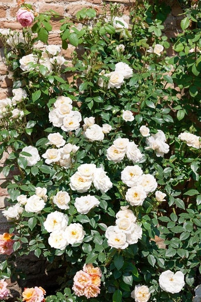 Rosa 'Lion's Rose', Edelrose, cremeweiß, 5-7,5 Liter Container