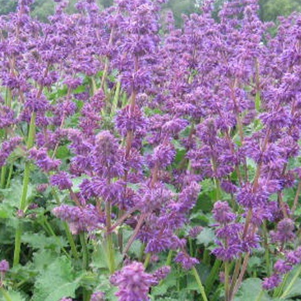 Blühende Salbeipflanze im Garten