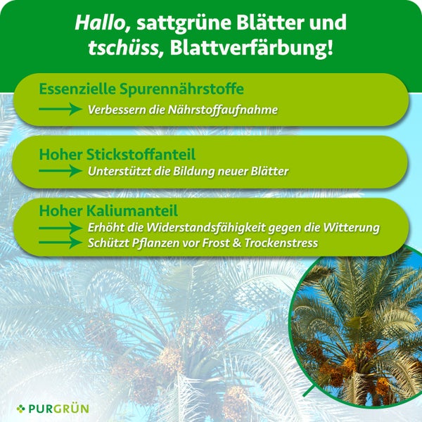 Infografik mit Wirkungsweise von Purgrün Palmendünger: essentielle Spurennährstoffe, Stickstoff und Kalium für gesundes Palmenwachstum.
