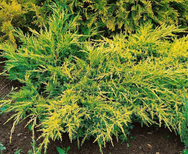 Goldwacholder Juniperus media Gold Star mit gelben Zweigspitzen im Gartenboden gepflanzt.