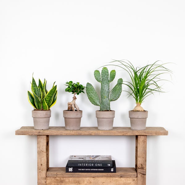 Bloomique - 4er-Mix - Tropische Zimmerpflanzen - Opuntia, Ficus, Sansevieria, Beaucarnea - Luftreinigend - 20-40 cm Hoch - Topf 12 cm