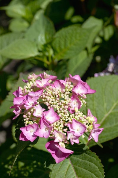 Hydrangea macrophylla 'Cotton Candy', rosa, 30–40 cm