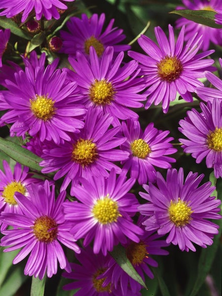 Aster dumosus 'Herbstgruß v.Bresserhof', Herbstaster, violett, ca. 9x9 cm Topf