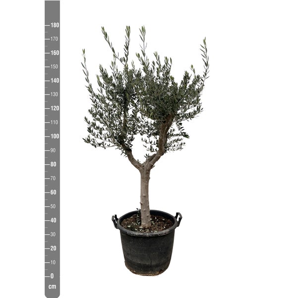 Olivenbaum Europaea Cultivo – 220 cm – Ø40