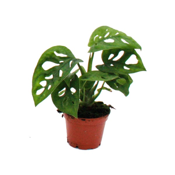 Mini-Pflanze Monstera Monkey Mask Fensterblatt Ideal für kleine Schalen und Gläser Baby-Plant im 5,5cm Topf