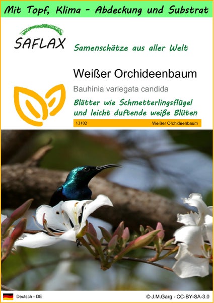 SAFLAX Garden to go - Weißer Orchideenbaum - Bauhinia variegata candida - 5 Samen - Mit Topf, Klima - Deckel und Anzuchtsubstrat