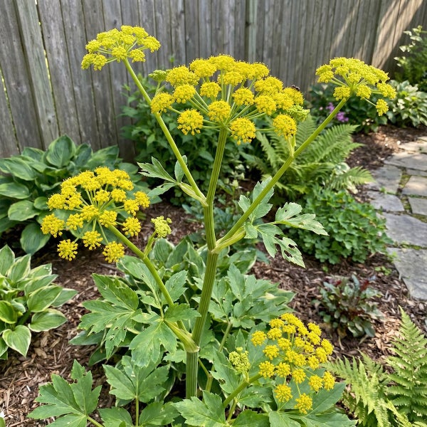 Gold-Baldrian Zizia aurea mit gelben Blütendolden und grünen Blättern in einem Gartenbeet mit Rindenmulch und Farnen.