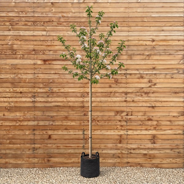 Junger Apfelbaum als Hochstamm in einem schwarzen Pflanzsack vor einer Holzwand