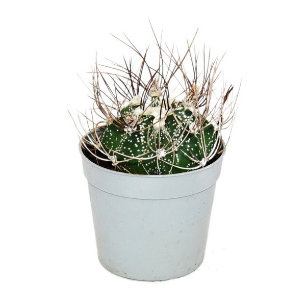 Kaktus im Topf, Ansicht von oben