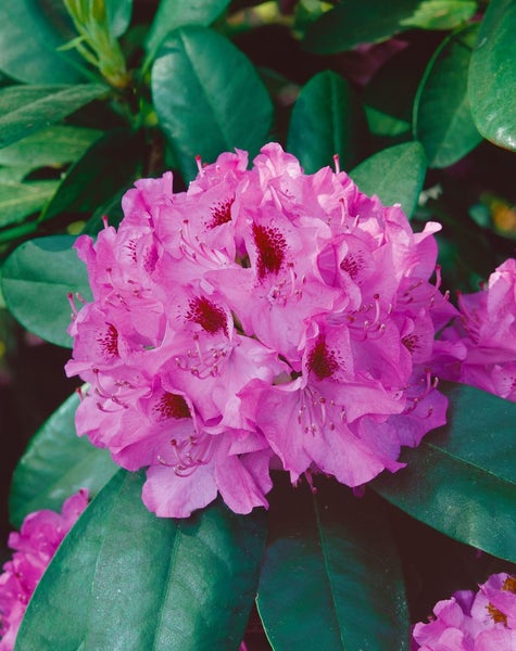 Rhododendron Hybr. 'Holstein', Rhododendron, rot, 30–40 cm