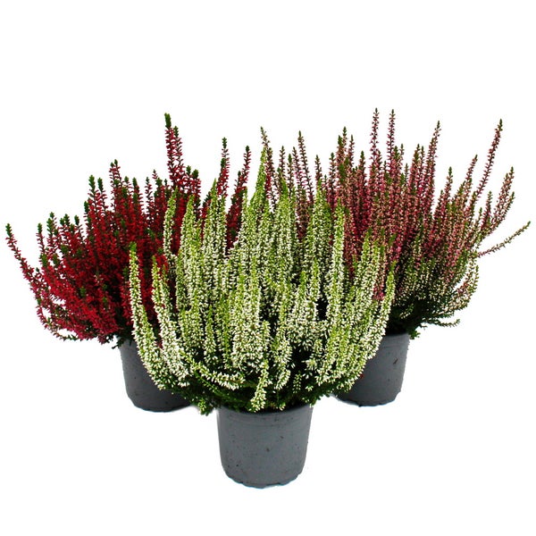 Calluna vulgaris Set mit 3 Pflanzen Besenheide Heidepflanze winterhart 11cm Topf Farb-Mix 3 verschiedene Farben