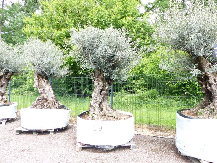 genau dieser Baum L9 Olivenbaum 230 cm, knorrige alte urige Olive winterhart