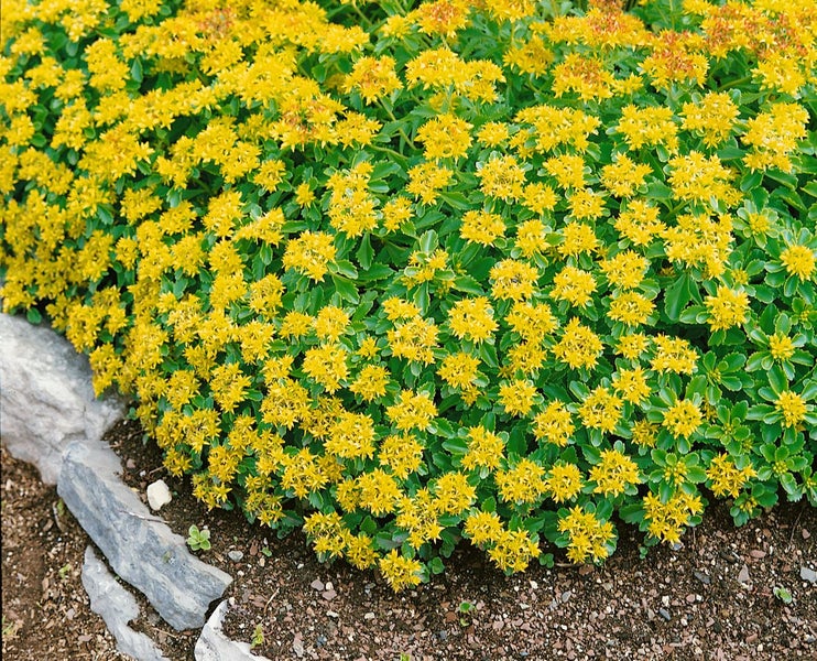 Sedum aizoon, Fetthenne, gelbblühend, ca. 9x9 cm Topf