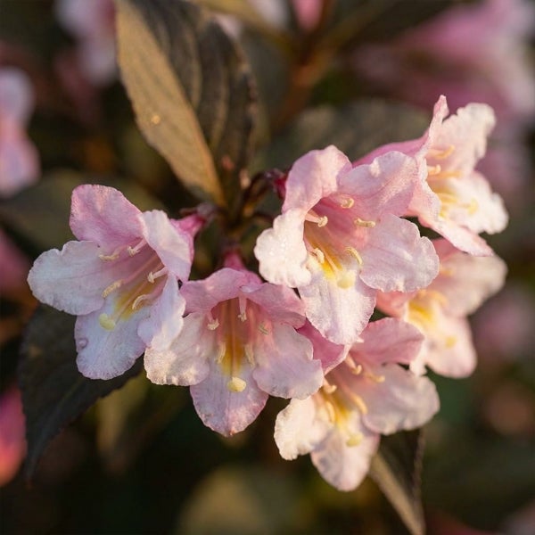 Nahaufnahme einer Weigelie mit rosa trichterförmigen Blüten und dunklen Blättern.