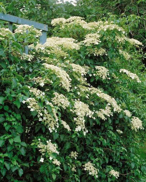 Hydrangea petiolaris, Kletterhortensie, weiß, 100–125 cm