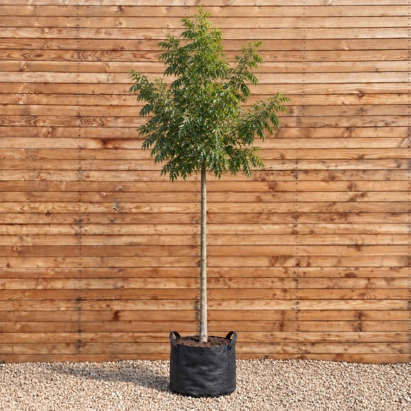 Junger Baum mit Stamm und grüner Krone in einem schwarzen Pflanzgefäß vor einer Holzwand.