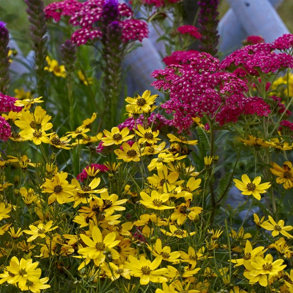 Gartenbeet mit blühender rosa Schafgarbe und gelbem Mädchenauge, mehrjährige Stauden für einen sonnigen Standort.